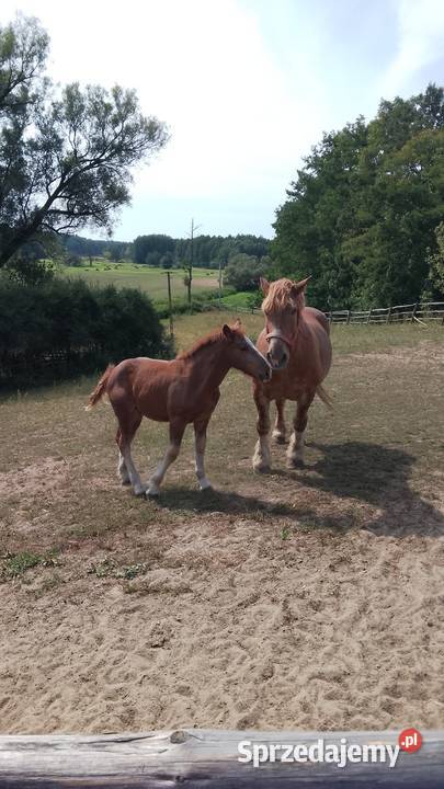 Sprzedam klacz zimnokwista zrebna że źrebakiem sprzedam
