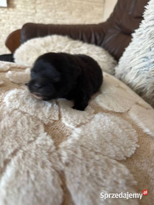 Szpic miniaturowy pomeranian boy