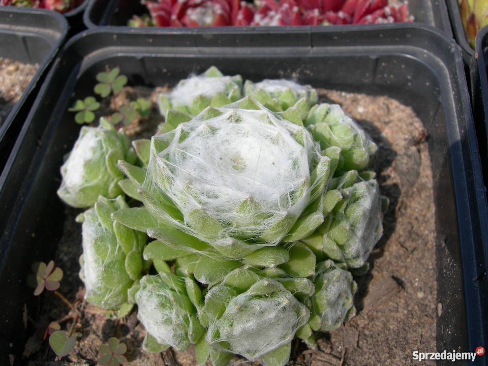 ROJNIK Sempervivum 30 Odmian Toporów