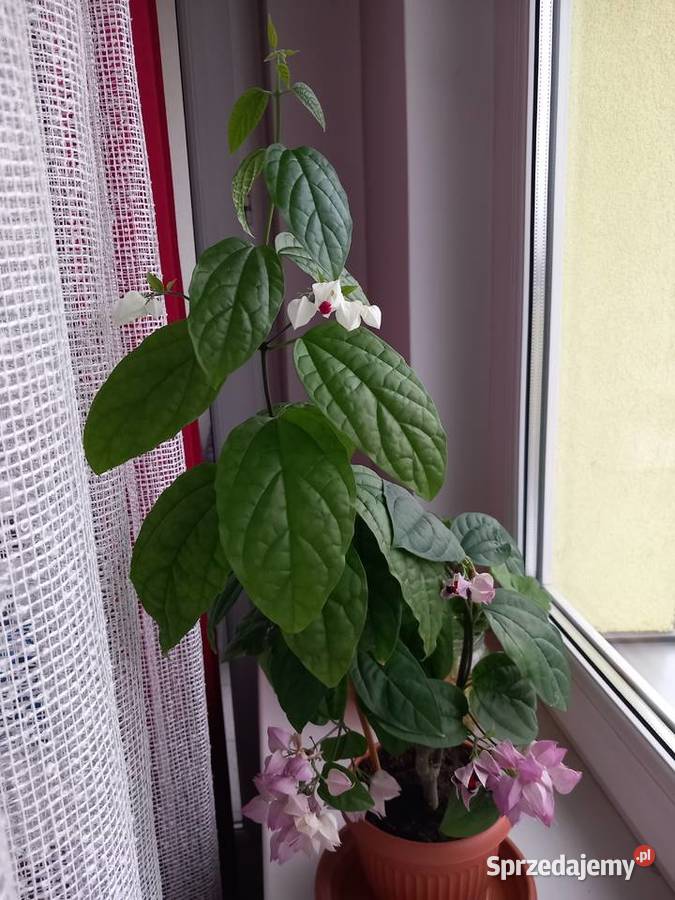 Szczęślin roślina kwitnąca Sosnowiec sprzedam