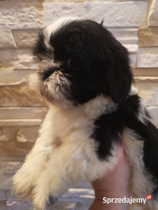 Szczeniaczki Rasy SHIH TZU SUCZKI I PIESKI Szczecinek sprzedam
