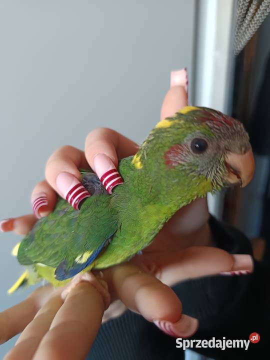 Papuga ręcznie karmiona oswojona Warszawa sprzedam