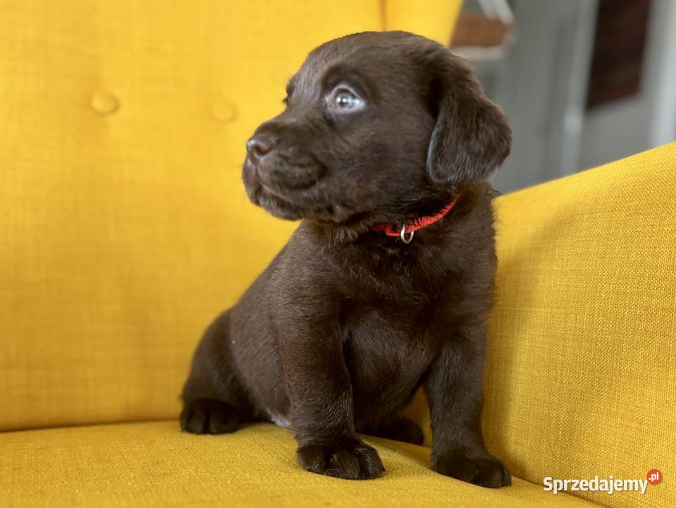 Labrador czekoladowy szczenię piesek Piekary