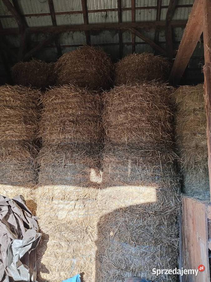 SianoSloma transport Czułówek