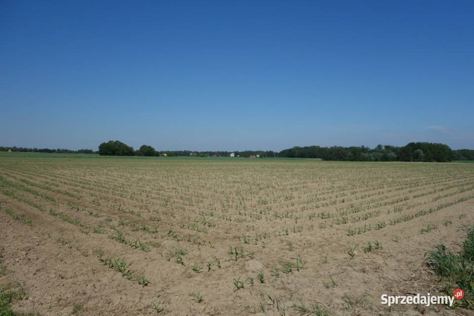 Skoczów Pruchna 115ha z prawem zabudowy w samym
