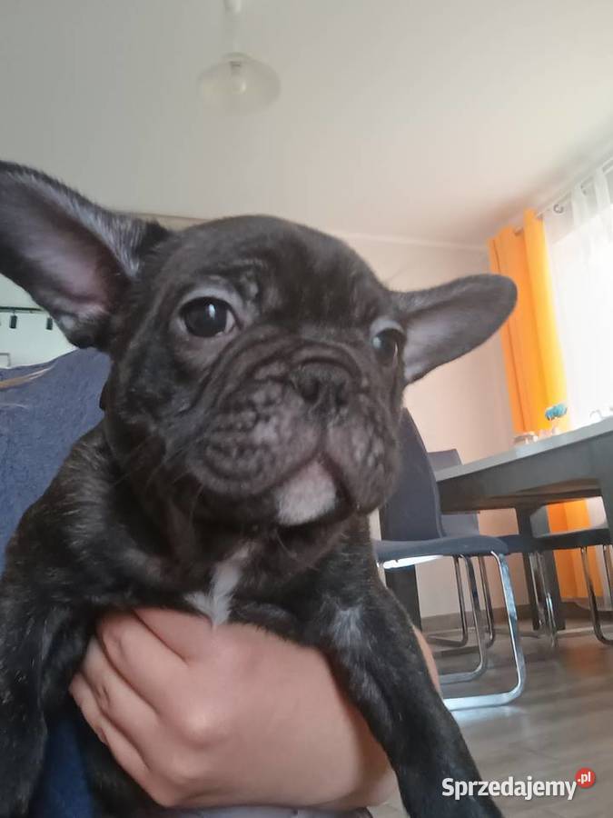 Szczenięta Buldog Francuski pomorskie Kwidzyn sprzedam