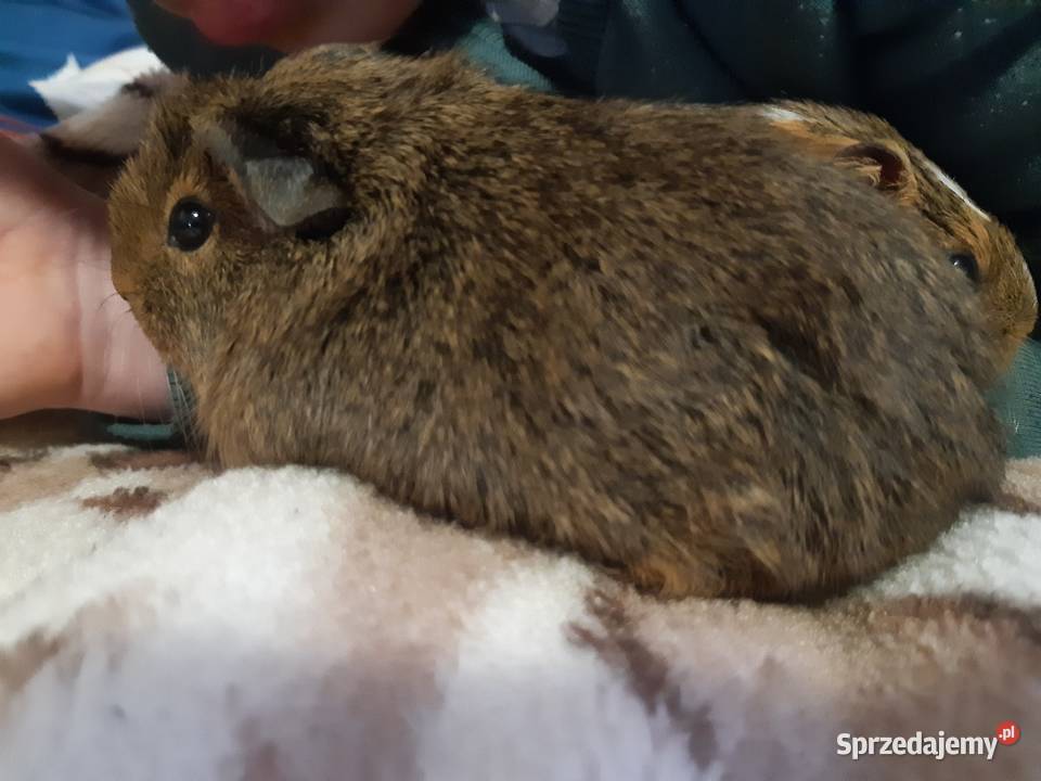 Świnka morska samiec Poddębice