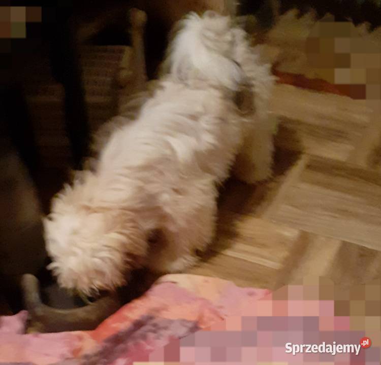 Lhasa apso kuzyn shih tzu