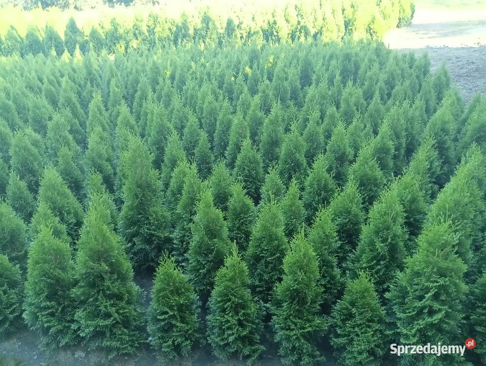 Tuja szmaragd Stęszew Mosina Poznań