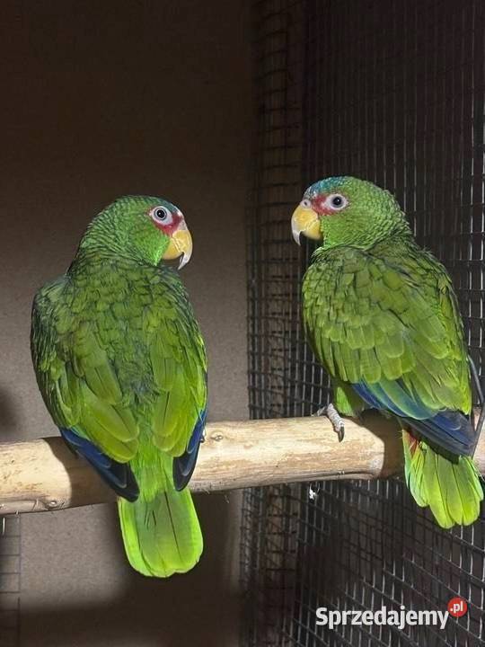 Amazonki pąsowe białoczelne świętokrzyskie Pińczów