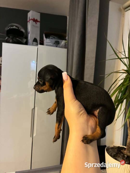Pinczer pińczerki ratlerki mini Lublin
