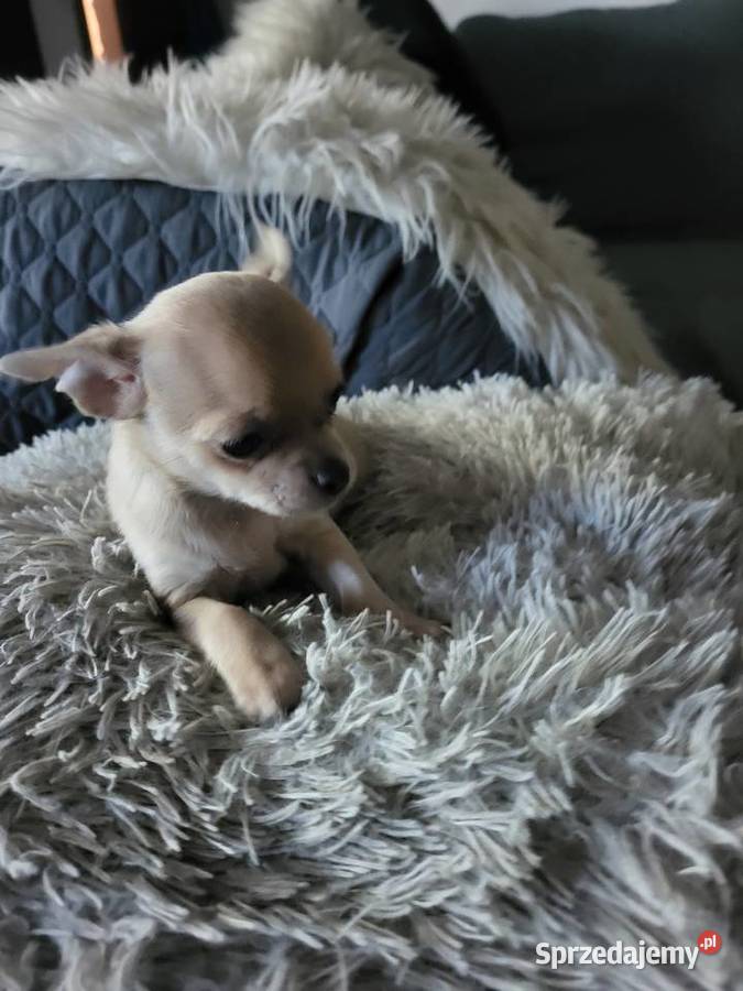 chihuahua