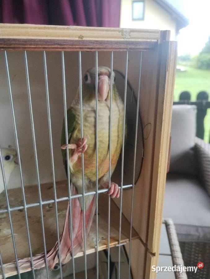 Sprzedam parę lęgowa rudosterek Bystra