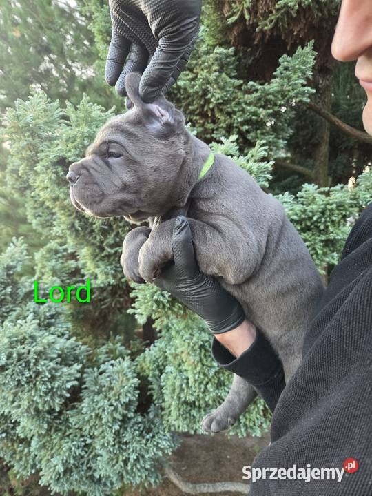 American Bandog Cane Corso Tuczna