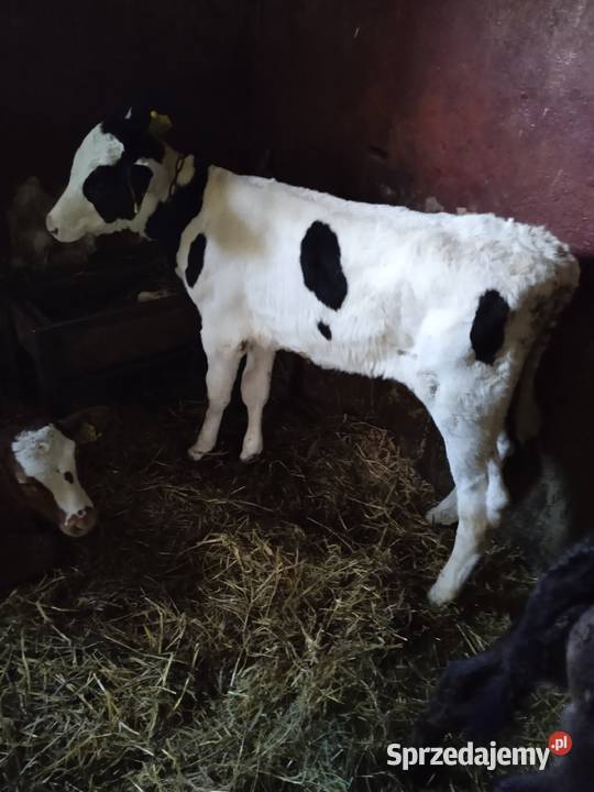 Byczek Bydło mięsne lubelskie Chutcze sprzedam