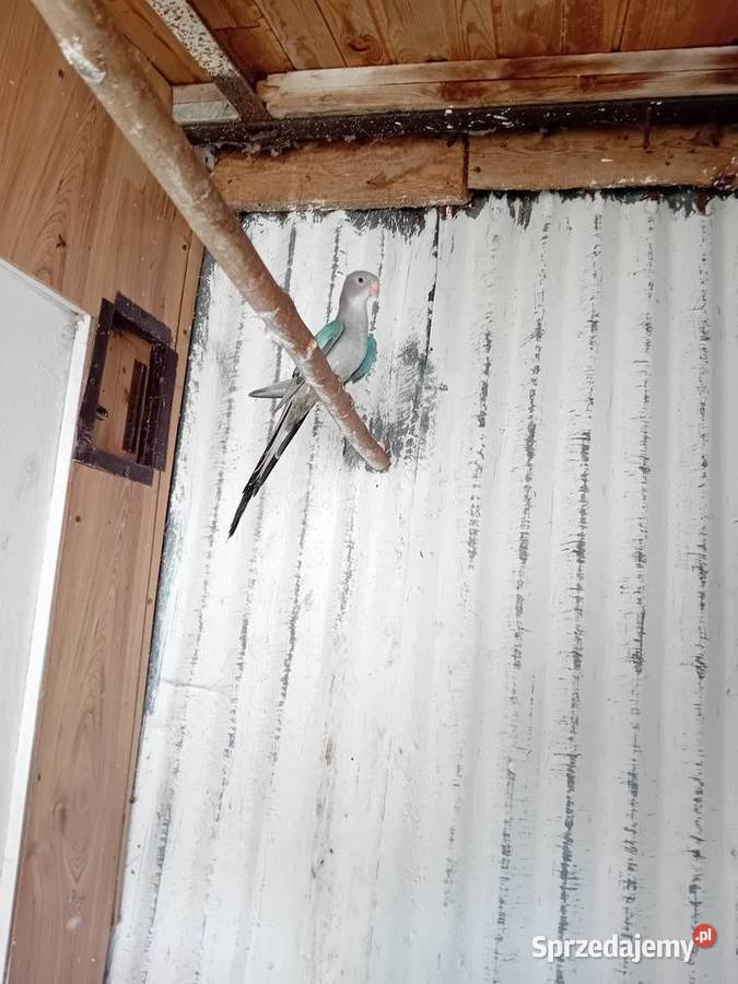 Księżniczka Walii Niebieska dorosła para Rogóźno sprzedam