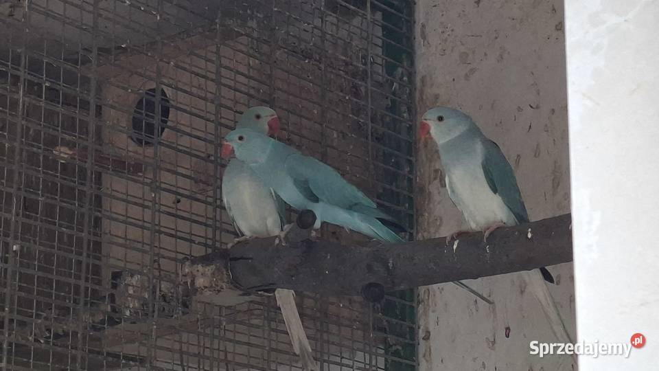 Aleksandretta aleksy aleksandretty obrożna Ptaki Chrzypsko Małe