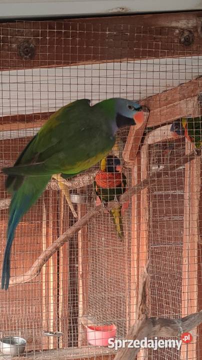 Aleksandretta chińska samiec Ptaki łódzkie Parzno sprzedam