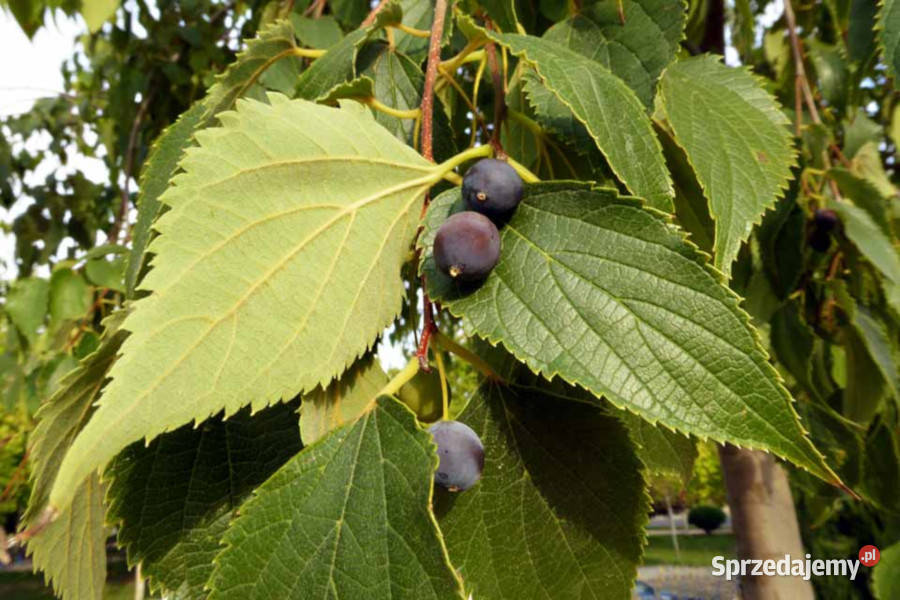 WIĄZOWIEC POŁUDNIOWY Celtis australis NASIONA Lubanie