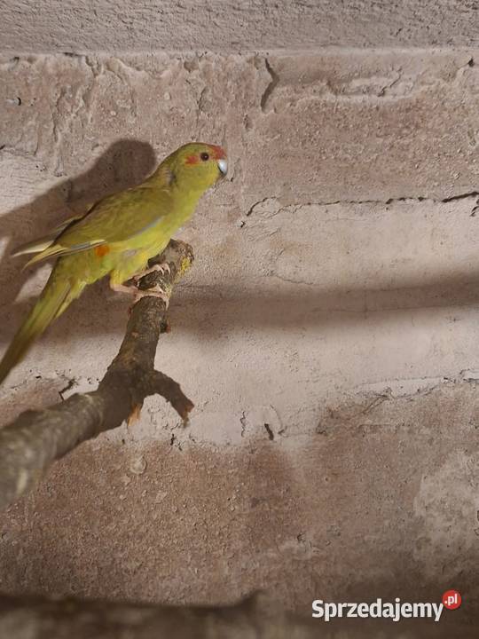 Papugi i inne Wąbrzeźno