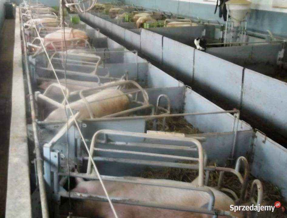 Jarzmo porodowe loch Buszkowo