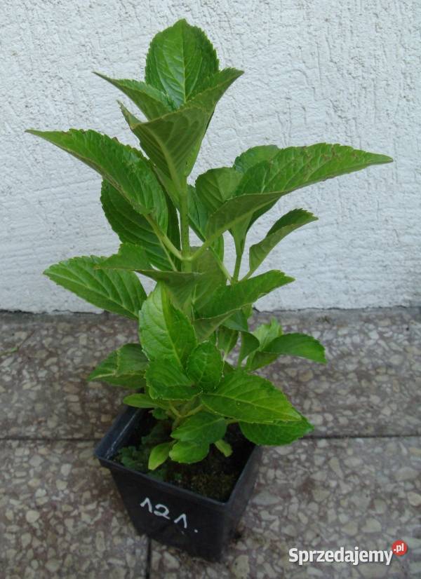 HORTENSJA ALPENGLUHEN sadzonki w doniczkach kujawsko-pomorskie Lubanie