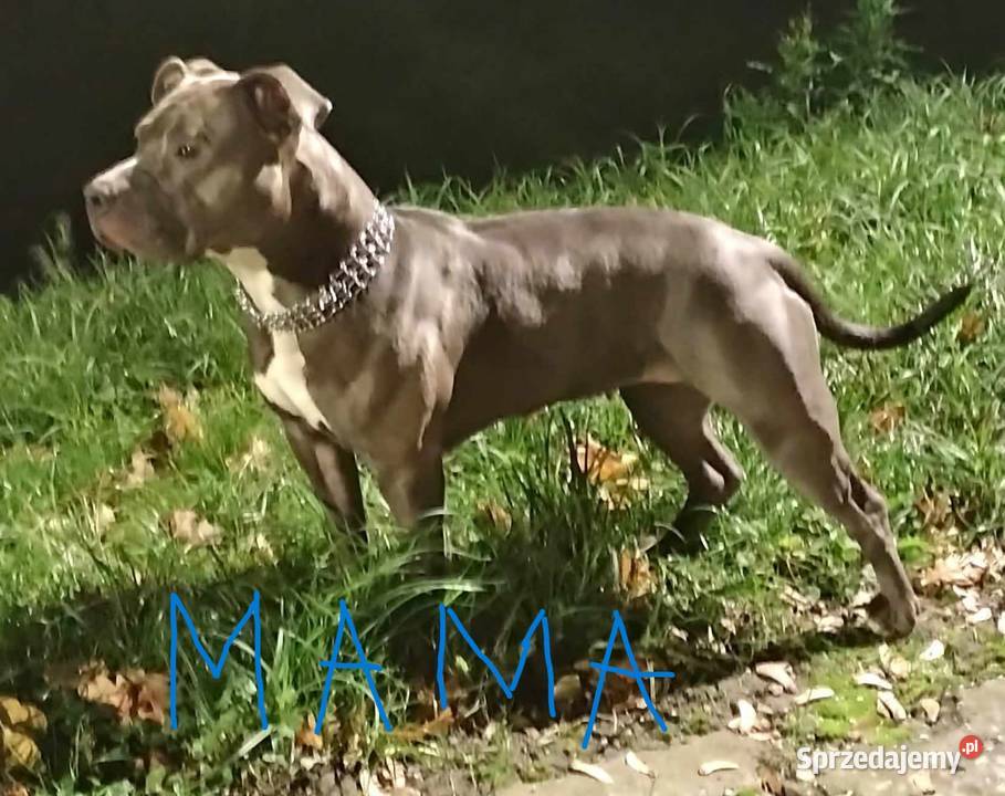 American Staffordshire Terrier sprzedam
