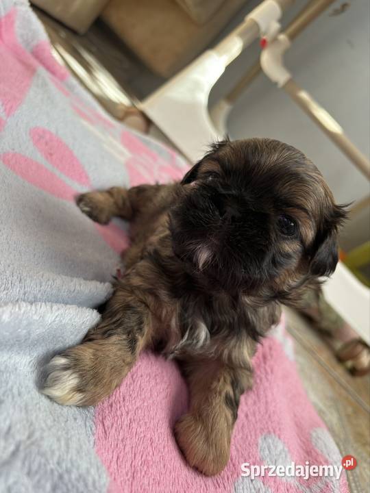 Suczka shih tzu Lekowo sprzedam