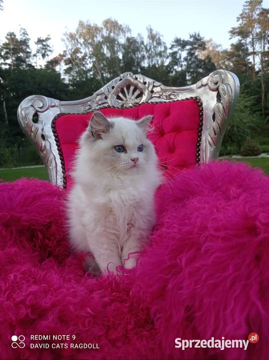 Ragdoll Kocurek Blue Bicolor FIFE FPL Wschowa sprzedam