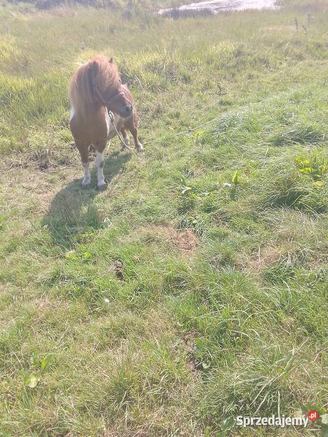 Kucyki Morąg sprzedam