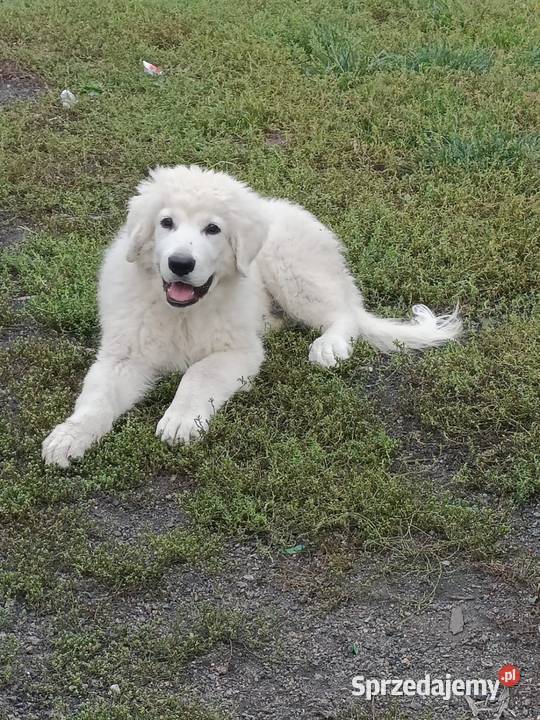 Sprzedam szczeniaka Owczarka Podhalańskiego Owczarek Dratów