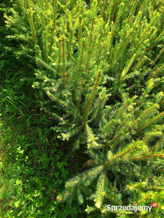 Świerk pospolity 40 35 70 sortowane Ogród Szczecinek