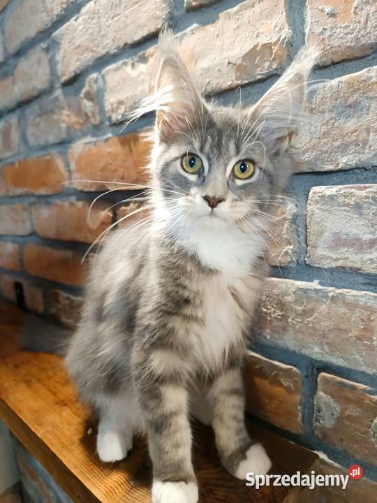 Oriel Wonder Maine Coon niebieska kotka z bielą wielkopolskie Czempiń