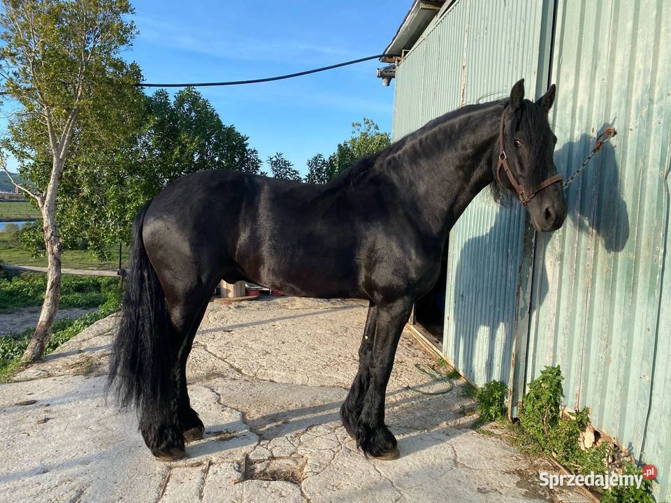 Wałach fryzyjski koni hobbystycznych