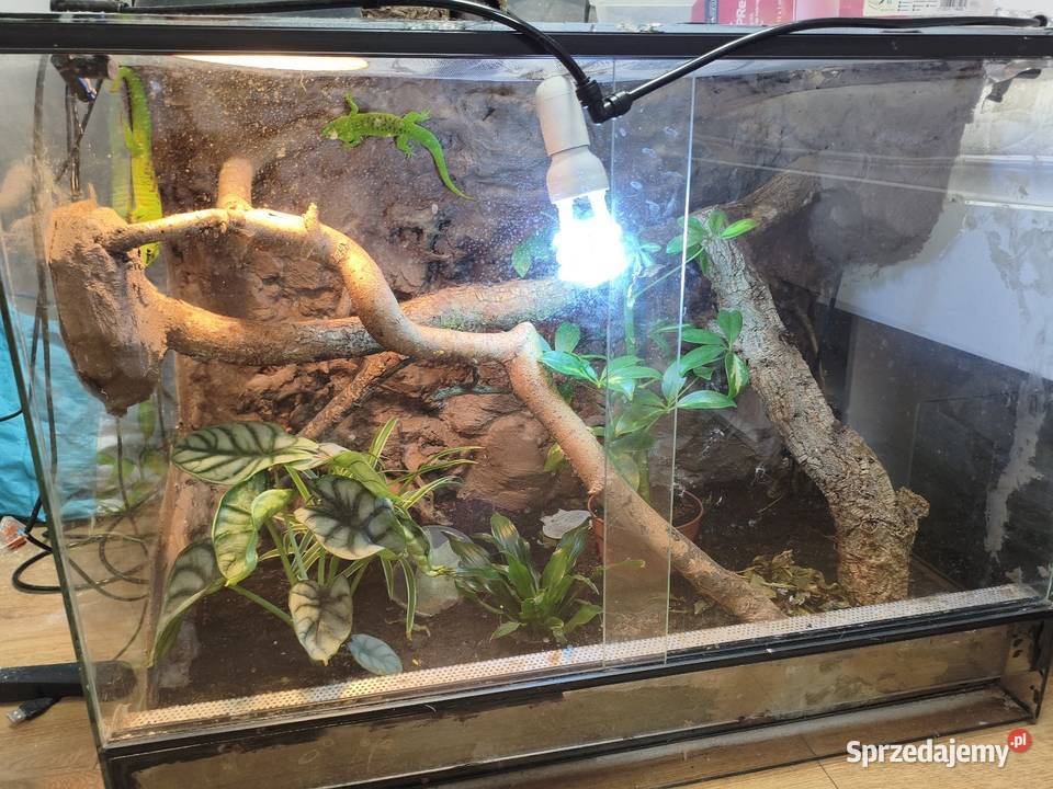 Para felsum madegaskarkich z terrarium Gliwice