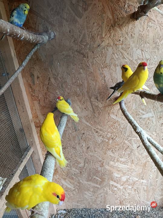 Papugi modrolotki kozy faliste nimfy i inne