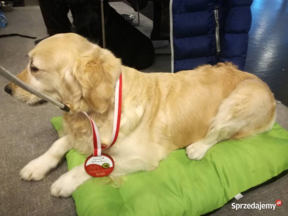Golden Retriever śliczne szczeniaki Champion Radomsko