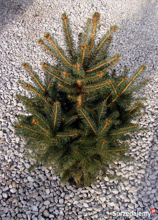 Choinki Świąteczne Rzeszów