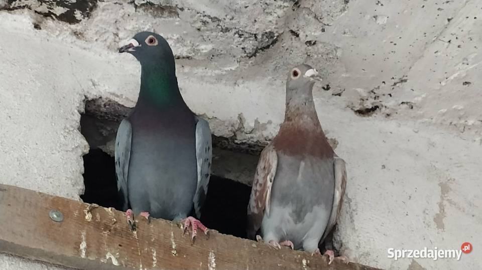 Gołębie pocztowe Częstochowa