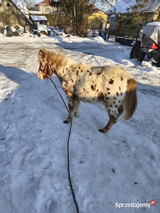 Kuc kucyk ogier Krasnystaw