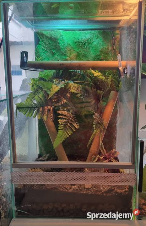 Sprzedam samce Phelsuma Klemmeri z terrarium Gady i płazy Wrocław sprzedam