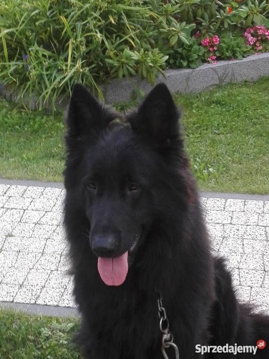 Owczarek Niemiecki Czarny Suczka mazowieckie Warszawa