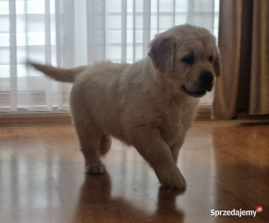 SUPER ostatnie PIESKI GOLDEN RETRIEVER Stary Broniszew