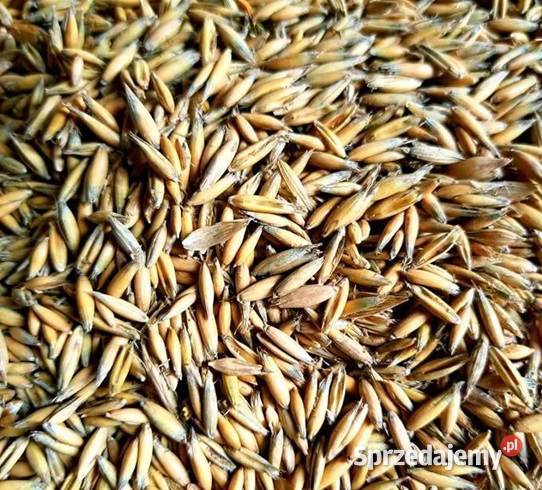 Sprzedam owies jary Bingo 100 Stara Kornica