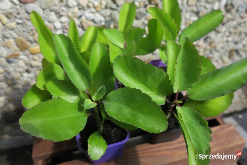 Żyworódka Pierzasta Kalanchoe Pinnata lecznicza