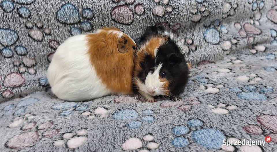 Świnki morskie samiczki cavia domowa Gady i płazy mazowieckie sprzedam