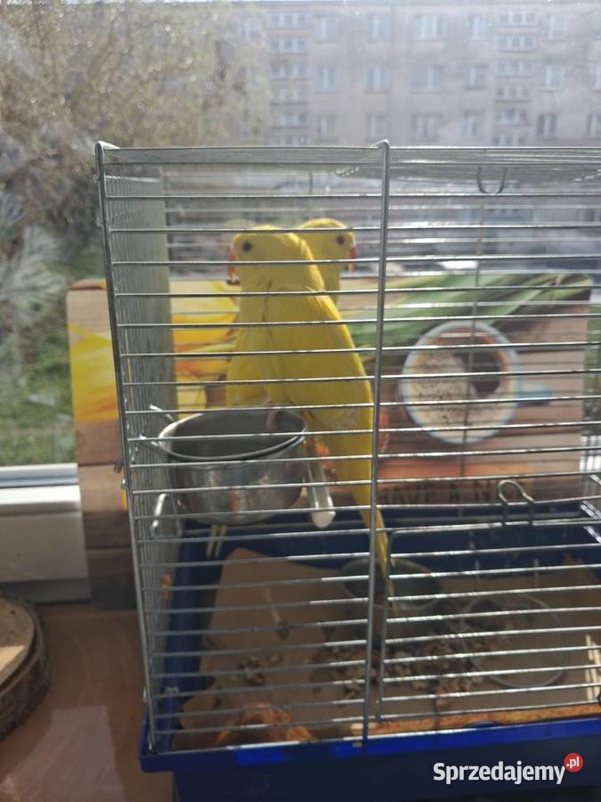 Akejsandreta obrozna lutino recznie karmiona świętokrzyskie Sandomierz