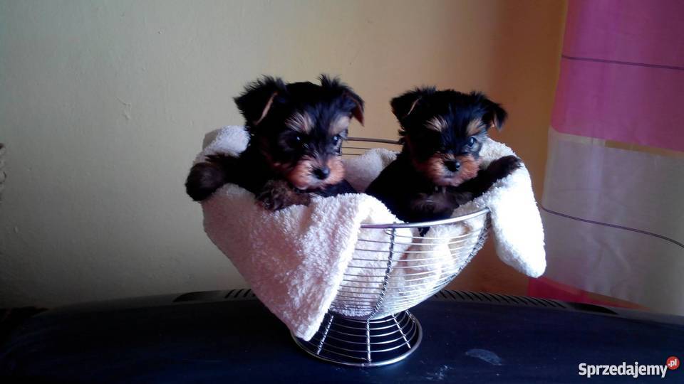 York szczenięta Yorkshire Terrier metryka chip Psy małopolskie Żabno sprzedam