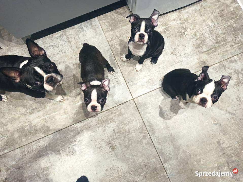 Boston terrier szczenięta Pszczyna