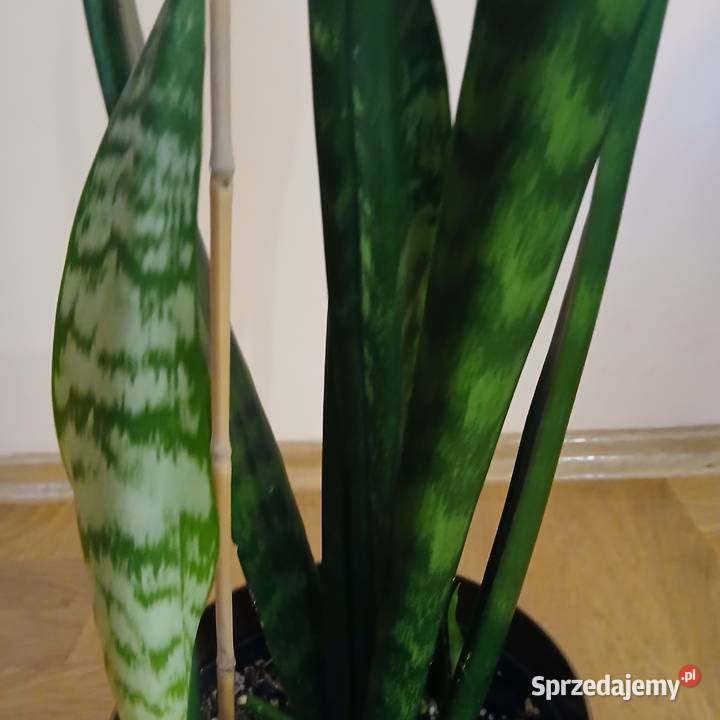 Wężownica Sansewiera wysoka 100 Nowy Sącz sprzedam